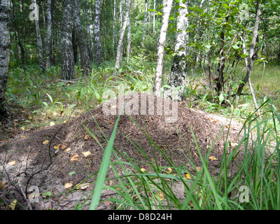 Stürmischen Leben in den großen Ameisenhaufen im Wald Stockfoto