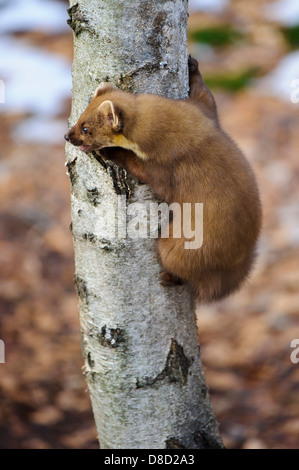 Europäischen Baummarder, Martes Martes, Vechta, Niedersachsen, Deutschland Stockfoto