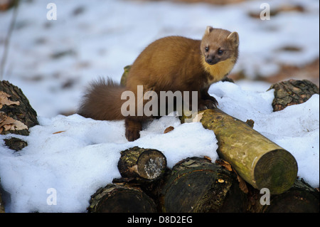 Europäischen Baummarder, Martes Martes, Vechta, Niedersachsen, Deutschland Stockfoto