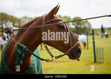 Cowdray Park Polo Club Match, West Sussex, England V USA 5th St Regis International Cup 2013 Stockfoto