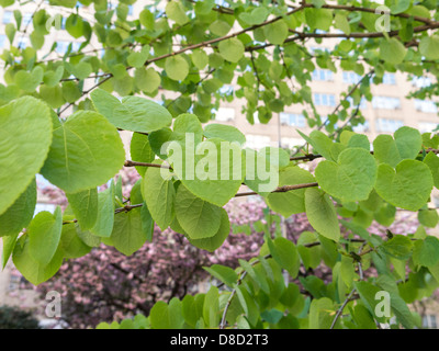 Linde im Frühling mit rosa Kirschblüten im Hintergrund, NYC Stockfoto