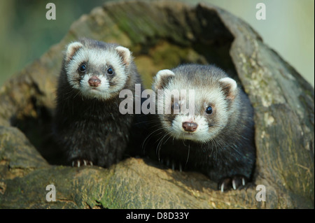 Europäischen Iltis Mustela Putorius, Celle, Niedersachsen, Deutschland Stockfoto