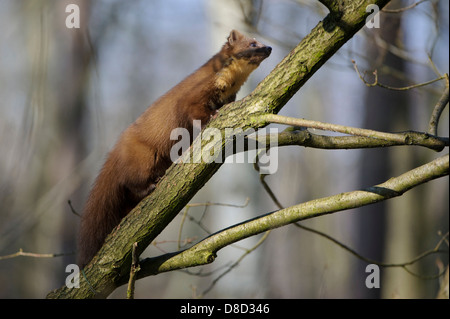 Europäischen Baummarder, Martes Martes, Vechta, Niedersachsen, Deutschland Stockfoto