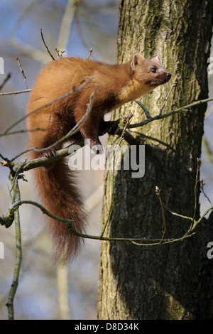 Europäischen Baummarder, Martes Martes, Vechta, Niedersachsen, Deutschland Stockfoto