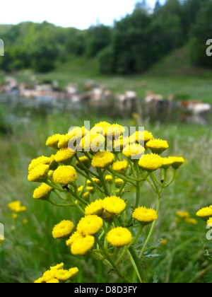 Kleine gelbe Kamillen auf einem Hintergrund von einer Wasserstelle von Kühen Stockfoto