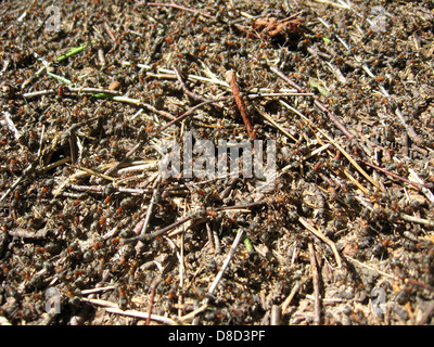 Stürmischen Leben in den großen Ameisenhaufen im Wald Stockfoto