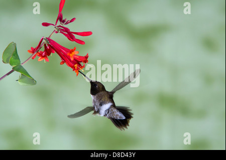 Schwarzer-chinned Kolibri Nahrungssuche eine Blume in Christoval, Texas, USA Stockfoto