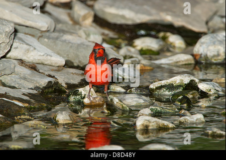 Nördlichen Kardinal Männchen Baden in einer felsigen Pfütze, Christoval, Texas, USA Stockfoto