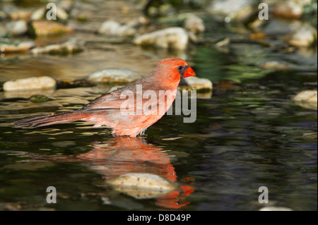 Nördlichen Kardinal Männchen Baden in einer felsigen Pfütze, Christoval, Texas, USA Stockfoto