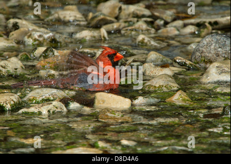 Nördlichen Kardinal Männchen Baden in einer felsigen Pfütze, Christoval, Texas, USA Stockfoto