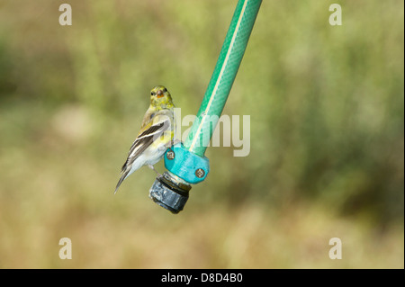 Amerikanische Stieglitz auf einen Wasserschlauch, Christoval, Texas, USA Stockfoto