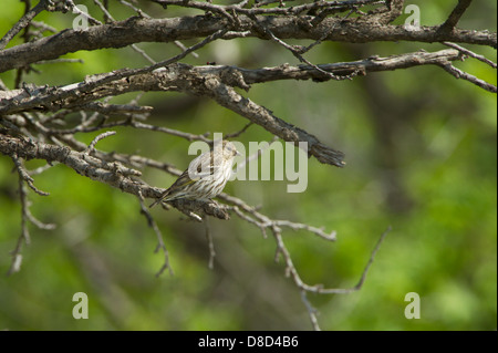 Pine Zeisig Vogel sitzend auf einem Ast, Christoval, Texas, USA Stockfoto