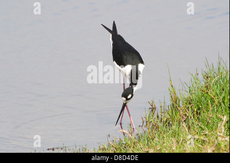 Schwarzhals-Stelzenläufer Vogel auf der Suche nach Nahrung in einem Sumpf, Bolivar Peninsula, Texas, USA Stockfoto