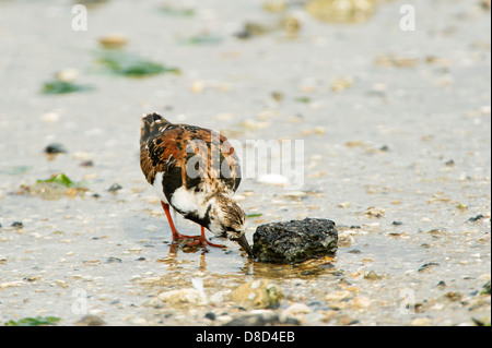 Ruddy Steinwälzer Vogel auf der Suche nach Nahrung in einem Sumpf, Bolivar Peninsula, Texas, USA Stockfoto