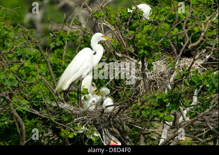 Silberreiher thront auf einem Ast schützen das Nest mit Küken, Bolivar Peninsula, Texas, USA Stockfoto