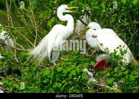 Paar der Silberreiher thront auf einem Ast schützen das Nest und Fütterung Küken, Bolivar Peninsula, Texas, USA Stockfoto