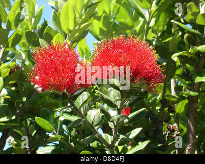 Die leuchtend roten Blüten des Pohutukawa-Baumes, bekannt für seine einzigartige Blütenpracht während der Sommermonate. Dieser Baum ist in Neuseeland beheimatet und wird oft als „neuseeländischer Weihnachtsbaum“ bezeichnet. Stockfoto