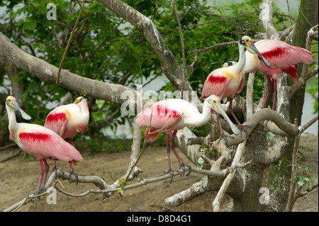 rosige Löffler Vögel thront auf einem Ast, Bolivar Peninsula, Texas, USA Stockfoto