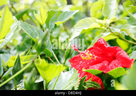 Rote Hibiskusblüten bedeckt mit Regentropfen, Zypern Stockfoto