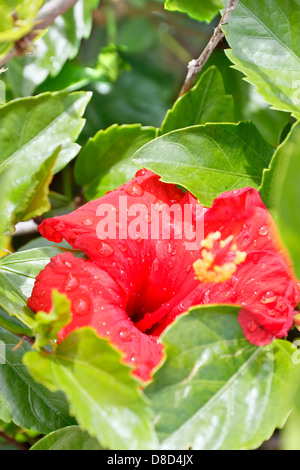 Rote Hibiskusblüten bedeckt mit Regentropfen, Zypern Stockfoto