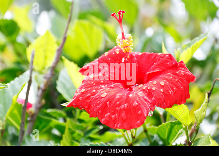 Rote Hibiskusblüten bedeckt mit Regentropfen, Zypern Stockfoto