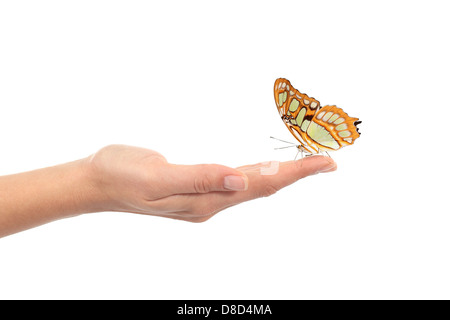 Schmetterling auf einer Frau Hand isoliert auf weißem Hintergrund Stockfoto