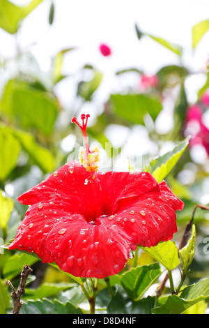 Rote Hibiskusblüten bedeckt mit Regentropfen, Zypern Stockfoto