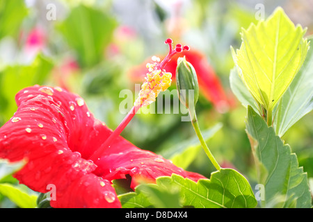 Rote Hibiskusblüten bedeckt mit Regentropfen, Zypern Stockfoto