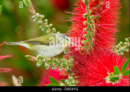Orange-gekrönter Warbler thront auf einem Zweig, High Island, Bolivar Island, Texas, USA Stockfoto