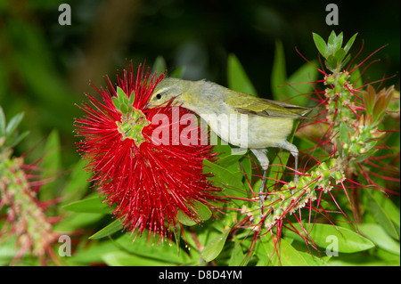 Orange-gekrönter Warbler thront auf einem Ast und Nahrungssuche ein Blume, High Island, Bolivar Island, Texas, USA Stockfoto