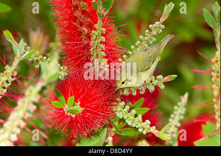 Orange-gekrönter Warbler thront auf einem Ast und Nahrungssuche ein Blume, High Island, Bolivar Island, Texas, USA Stockfoto