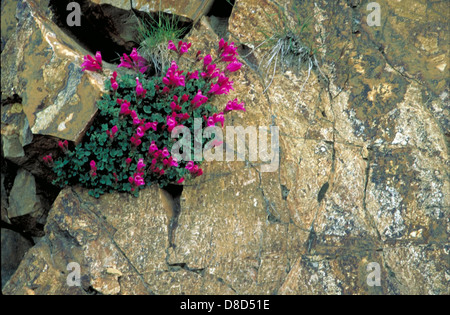 Eine Ansammlung violetter Blumen, die zwischen Felsen in einer rauen, rauen Umgebung wachsen. Der Kontrast der leuchtenden violetten Blütenblätter zu den natürlichen grauen Felsen unterstreicht die Schönheit der Wildblumen in felsigen Landschaften. Stockfoto