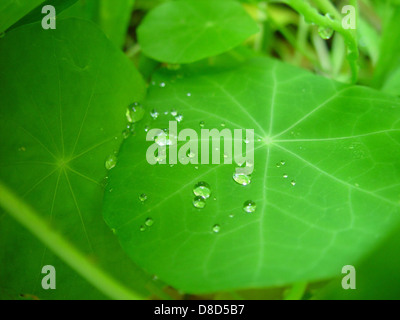 Regentropfen ruhen auf den leuchtend grünen Blättern einer Kapuzinerkresse, die die natürliche Textur der Pflanze und die zarten Wassertropfen auf ihrer Oberfläche hervorheben. Stockfoto