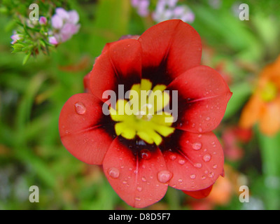 Regentropfen ruhen auf den Blütenblättern einer roten und gelben Blume, wobei jeder Tropfen die umgebenden Farben und das Licht reflektiert. Die Blüte wirkt frisch und lebendig, verstärkt durch die Feuchtigkeit auf ihren Blütenblättern. Stockfoto