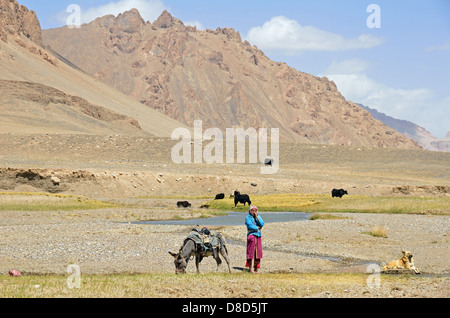 Kirgisischen Nomaden einen Esel reiten und Herden Yaks im Pamir, Tadschikistan Stockfoto