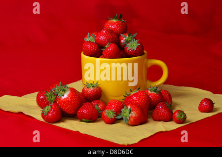 Erdbeeren auf rot in einem sonnigen Gelb cup Stockfoto