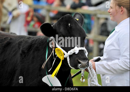 REDBOURN, UK. 25. Mai 2013. Hertfordshire County Show findet an diesem Wochenende. Viele zeigen der Unterricht findet auf der Messe, einschließlich Vieh. Bildnachweis: Polly Thomas/Alamy Live-Nachrichten Stockfoto