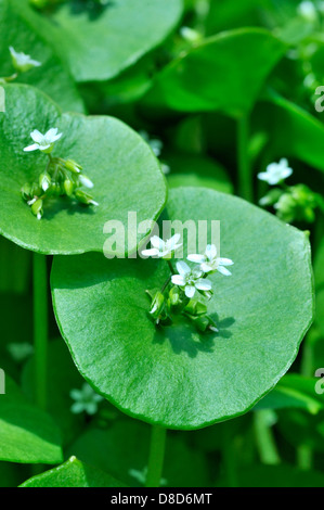 Winter-Portulak oder Bergleute Salat, Claytonia mitriformis, einjährige Pflanze der Salat Stockfoto