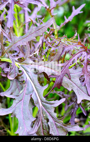 Red Rüschen Salat Senf, Brassica juncea Stockfoto