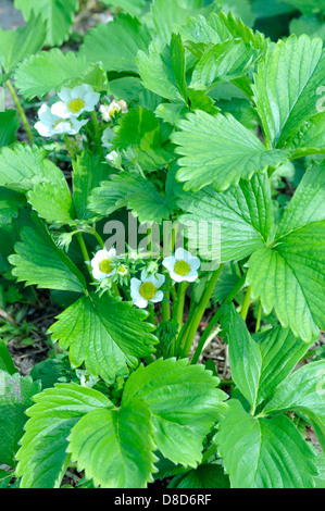 Erdbeerpflanzen in Blüte Stockfoto