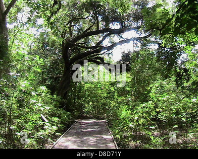 Eine Straße führt durch die dichte, wilde Natur, die einer Dschungel-Umgebung ähnelt. Die Szene zeigt die ungezähmte Vegetation und das dicke Laub rund um den schmalen Pfad und bietet einen Einblick in eine unberührte Naturwelt. Stockfoto