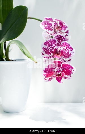 Rosa und weiße Phalaenopsis Orchidee Blume auf einem weißen Hintergrund. Stockfoto