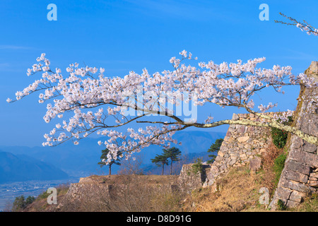 Kirschbaum in voller Blüte und Takeda Burg Stockfoto