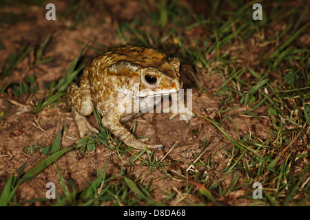 gemeinsamen Kröte sitzen im Garten Stockfotografie Alamy