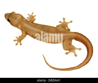 Asiatische Haus Gecko Thailand Haus Gecko Flach Tailed Gecko