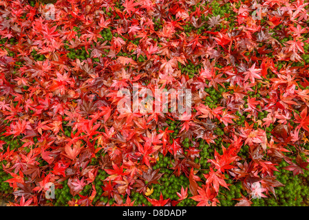 Ahornblätter im Herbst in Kyoto Stockfoto