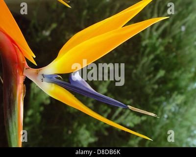 Die Strelitzia, ein Paradiesvogel, zeigt ihre markanten orange und blauen Blüten. Auf der Pflanze ist eine Gruppe von Ameisen sichtbar, die ihre Interaktion mit lokalen Insekten im Ökosystem betont. Stockfoto