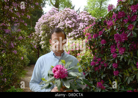 zwerg-rhododendron blütezeit Zwerg