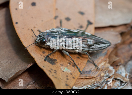 SCULPTURED Kiefer BORER (Chalcophora Virginiensis) Fort Myers, Florida, USA. Stockfoto