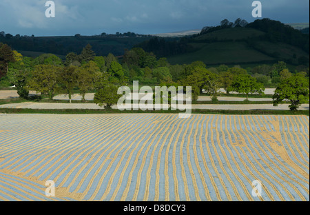 Plastikplanen über Maiskulturen im Morgenlicht, Devon, England Stockfoto